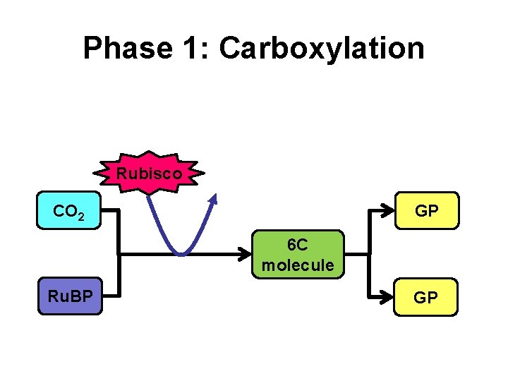 Phase 1: Carboxylation Rubisco CO 2 GP 6 C molecule Ru. BP GP Phase 1: Carboxylation Rubisco CO 2 GP 6 C molecule Ru. BP GP