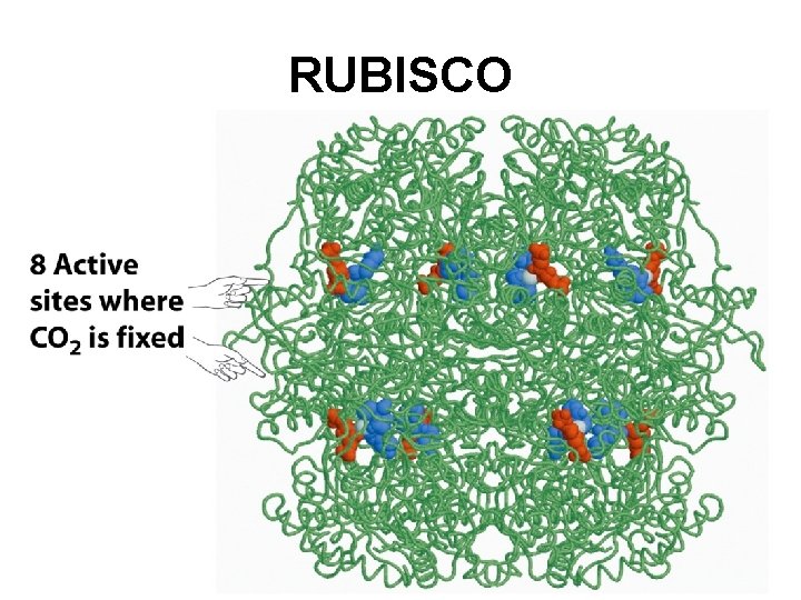 RUBISCO RUBISCO