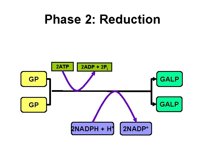 Phase 2: Reduction 2 ATP 2 ADP + 2 Pi GP GALP 2 NADPH Phase 2: Reduction 2 ATP 2 ADP + 2 Pi GP GALP 2 NADPH