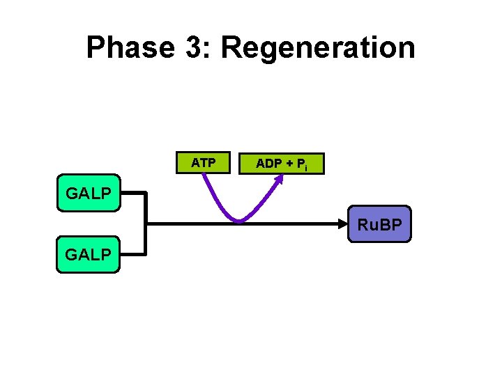 Phase 3: Regeneration ATP ADP + Pi GALP Ru. BP GALP Phase 3: Regeneration ATP ADP + Pi GALP Ru. BP GALP