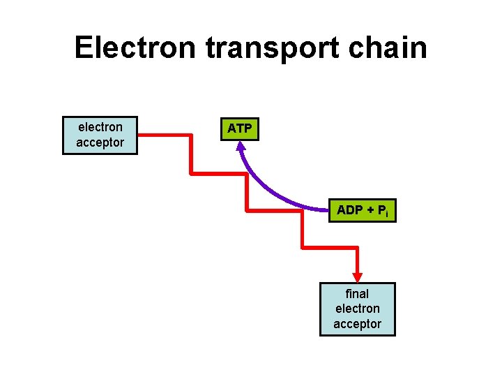 Electron transport chain electron acceptor ATP ADP + Pi final electron acceptor Electron transport chain electron acceptor ATP ADP + Pi final electron acceptor