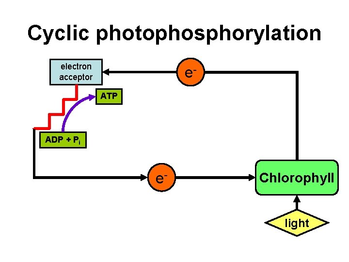Cyclic photophosphorylation electron acceptor e. ATP ADP + Pi e- Chlorophyll light Cyclic photophosphorylation electron acceptor e. ATP ADP + Pi e- Chlorophyll light