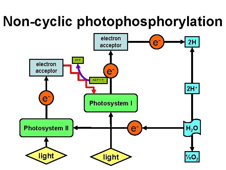Non-cyclic photophosphorylation electron acceptor e- 2 H ATP e. ADP + Pi 2 H+ Non-cyclic photophosphorylation electron acceptor e- 2 H ATP e. ADP + Pi 2 H+