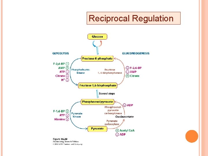 368 Biochemistry Of The Cell Ii Carbohydrate