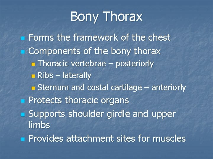 Bony Thorax n n Forms the framework of the chest Components of the bony