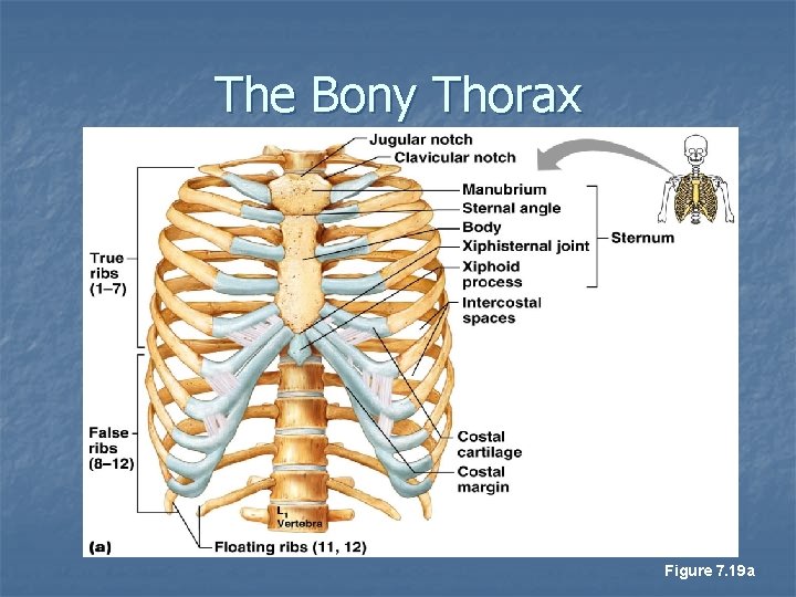The Bony Thorax Figure 7. 19 a 