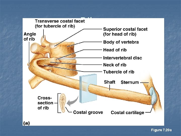 Ribs Figure 7. 20 a 