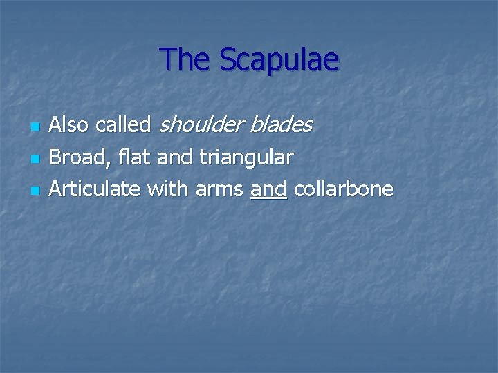 The Scapulae n n n Also called shoulder blades Broad, flat and triangular Articulate