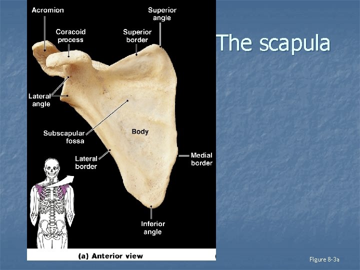 Anatomy of The scapula Figure 8– 3 a 