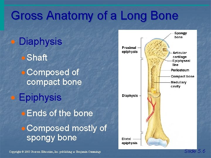 Gross Anatomy of a Long Bone · Diaphysis · Shaft · Composed of compact