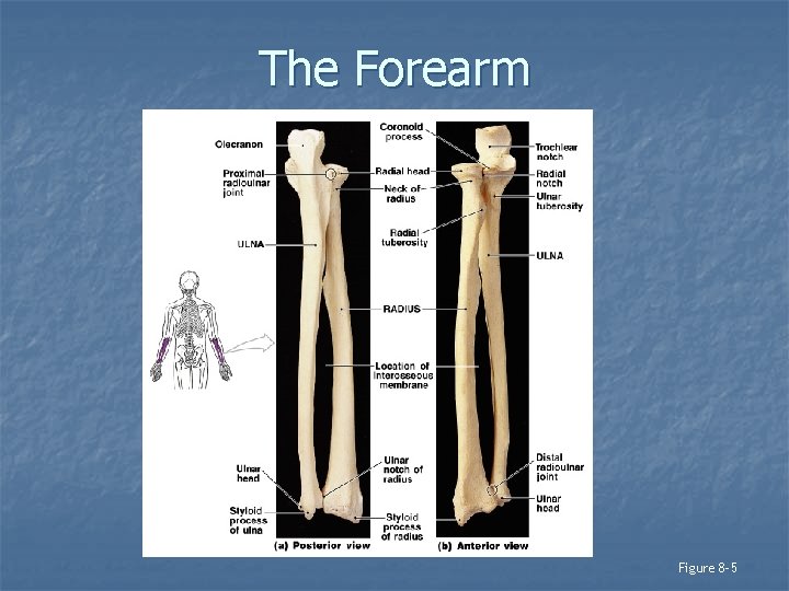 The Forearm Figure 8– 5 