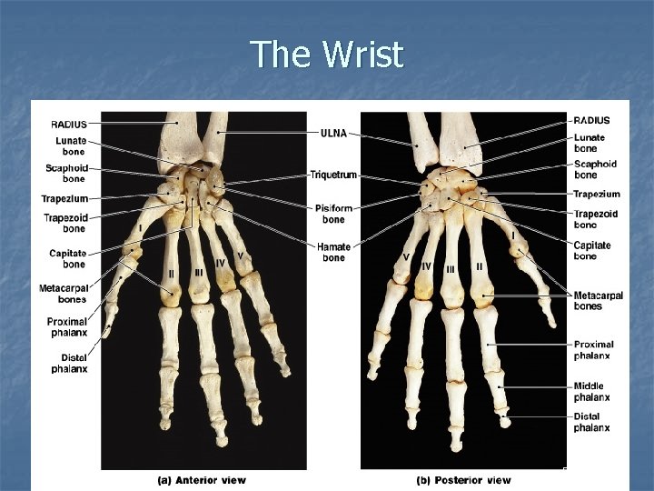 The Wrist Figure 8– 6 