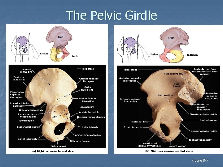 The Pelvic Girdle Figure 8– 7 