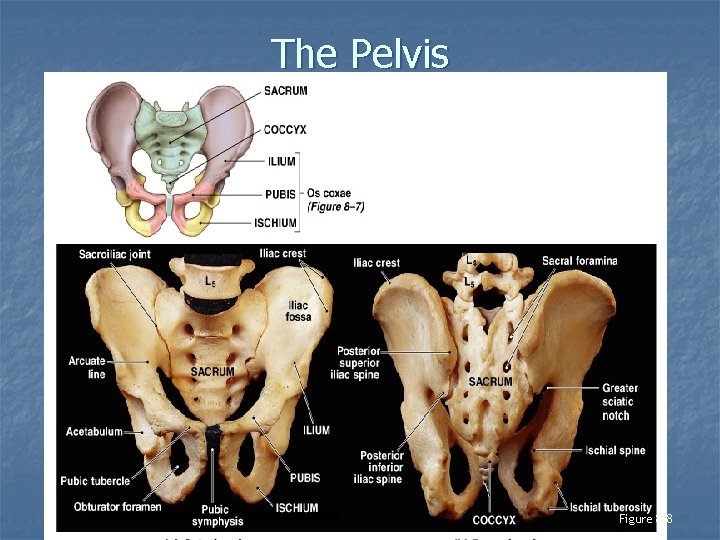 The Pelvis Figure 8– 8 