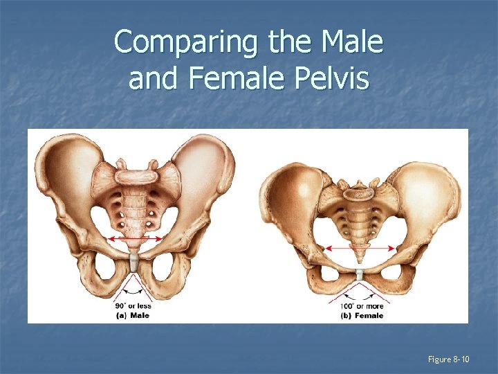 Comparing the Male and Female Pelvis Figure 8– 10 