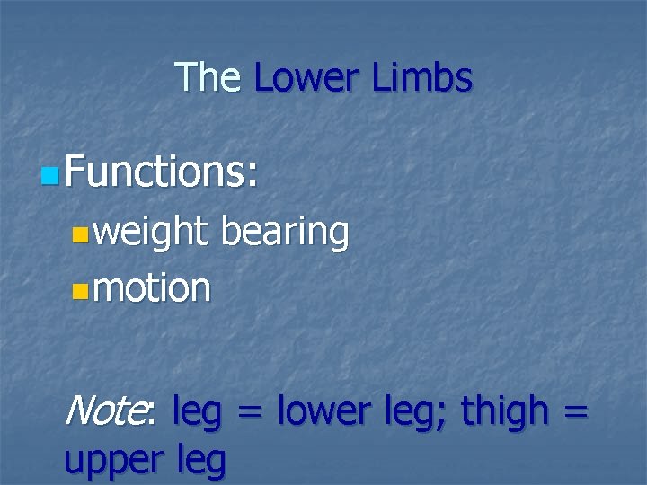 The Lower Limbs n Functions: nweight bearing nmotion Note: leg = lower leg; thigh