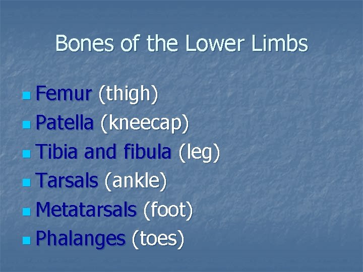 Bones of the Lower Limbs n Femur (thigh) n Patella (kneecap) n Tibia and