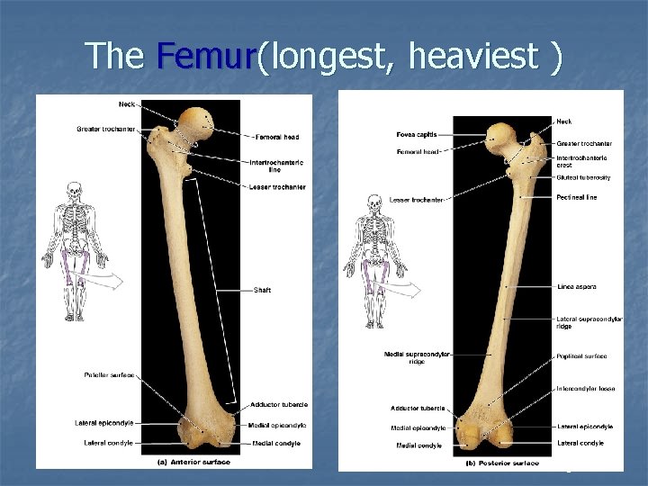 The Femur(longest, heaviest ) Figure 8– 11 