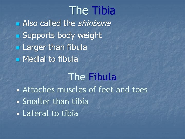 The Tibia n n Also called the shinbone Supports body weight Larger than fibula