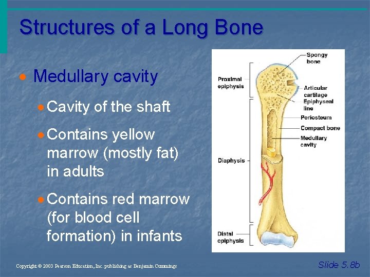 Structures of a Long Bone · Medullary cavity · Cavity of the shaft ·