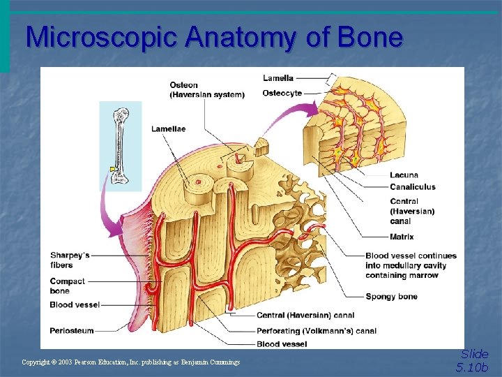 Microscopic Anatomy of Bone Figure 5. 3 Copyright © 2003 Pearson Education, Inc. publishing