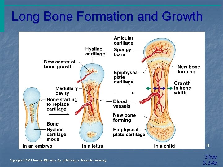 Long Bone Formation and Growth Figure 5. 4 a Copyright © 2003 Pearson Education,