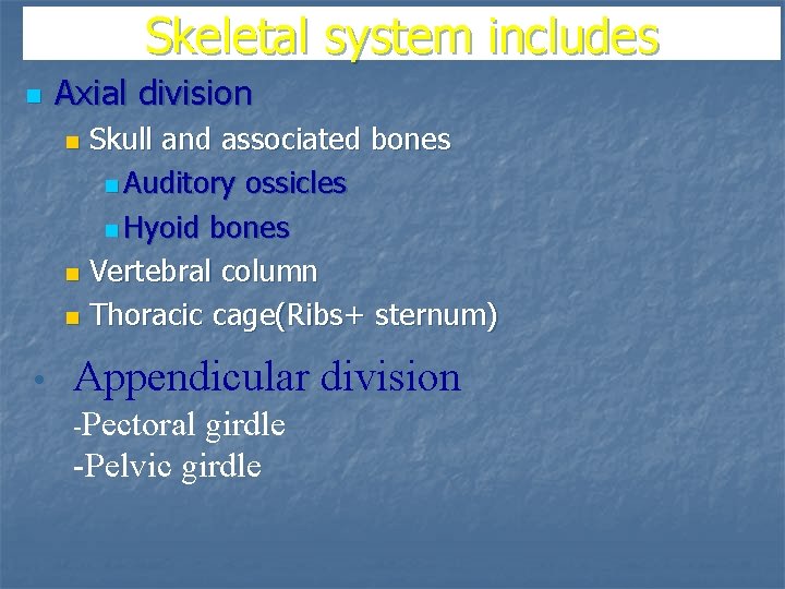 Skeletal system includes n Axial division Skull and associated bones n Auditory ossicles n