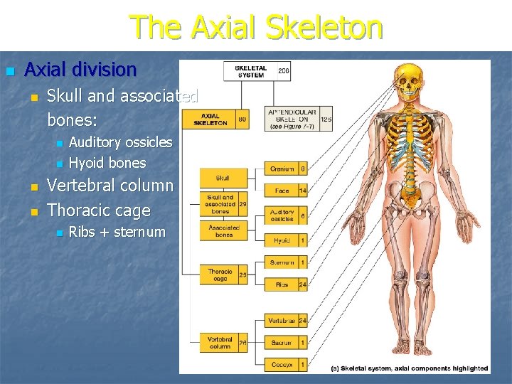 The Axial Skeleton n Axial division n Skull and associated bones: n n Auditory