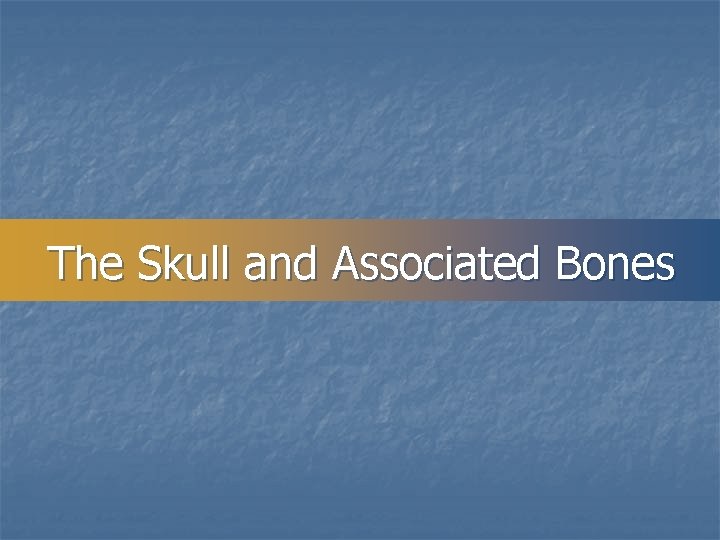 The Skull and Associated Bones 