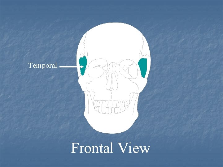 Temporal Frontal View 