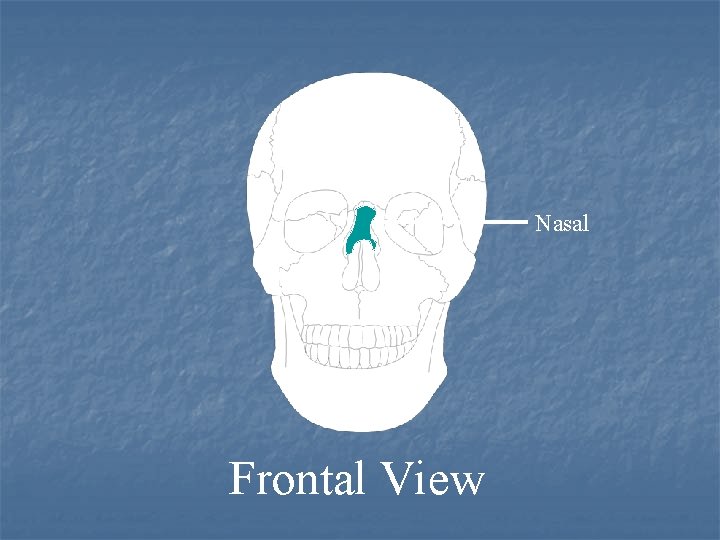 Nasal Frontal View 