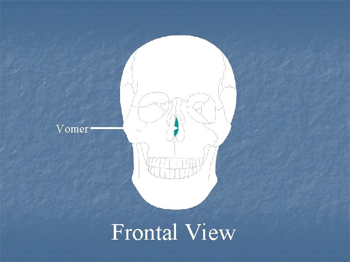 Vomer Frontal View 