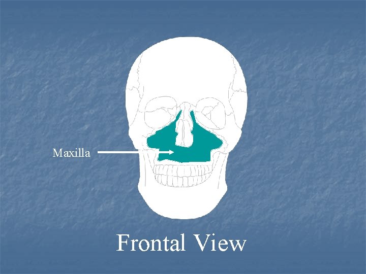 Maxilla Frontal View 