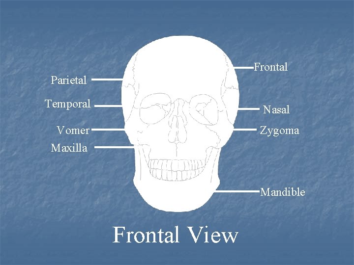 Frontal Parietal Temporal Nasal Vomer Maxilla Zygoma Mandible Frontal View 