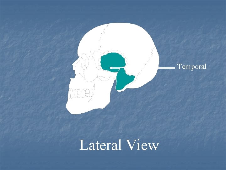 Temporal Lateral View 