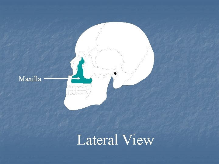 Maxilla Lateral View 