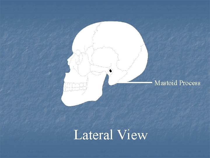 Mastoid Process Lateral View 