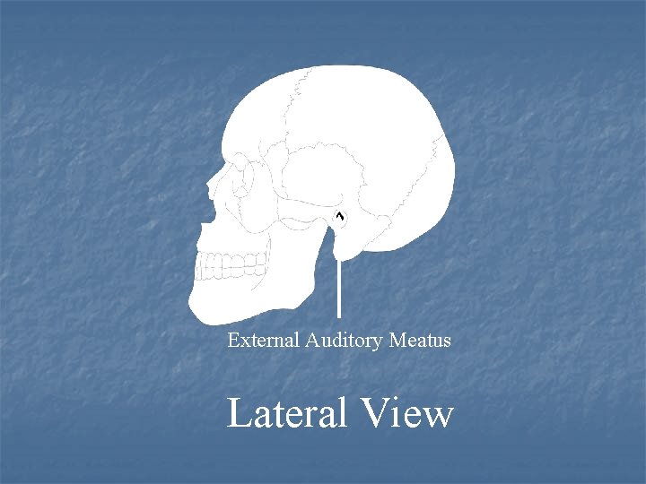 External Auditory Meatus Lateral View 