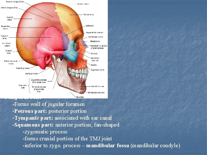  • Temporal bone -Forms wall of jugular foramen -Petrous part: posterior portion -Tympanic