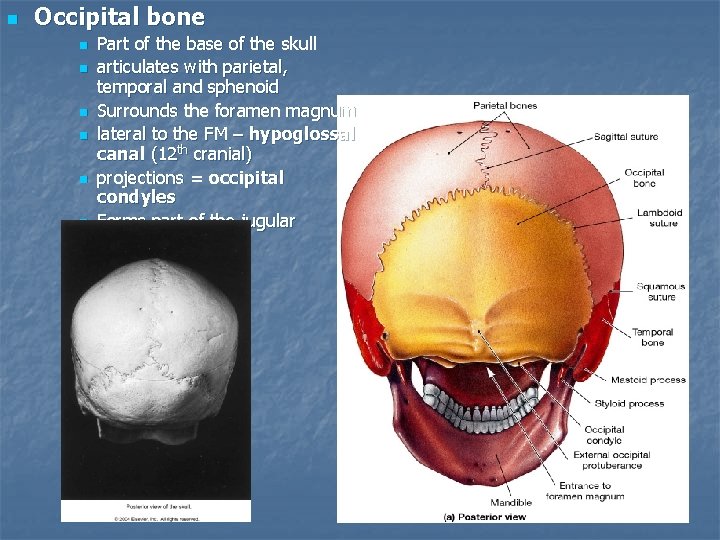 n Occipital bone n n n Part of the base of the skull articulates