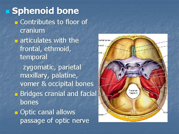 n Sphenoid bone Contributes to floor of cranium n articulates with the frontal, ethmoid,