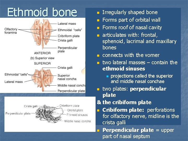 Ethmoid bone n n n Irregularly shaped bone Forms part of orbital wall Forms