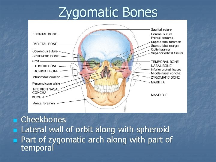 Zygomatic Bones n n n Cheekbones Lateral wall of orbit along with sphenoid Part