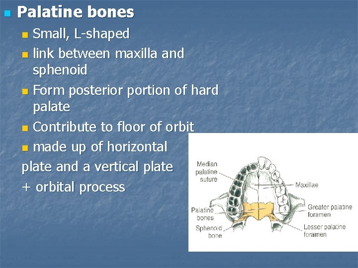 n Palatine bones Small, L-shaped n link between maxilla and sphenoid n Form posterior