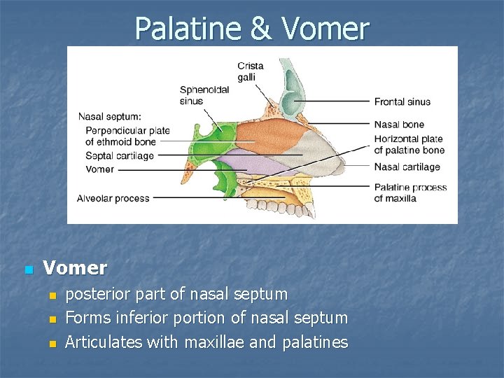 Palatine & Vomer n n n posterior part of nasal septum Forms inferior portion