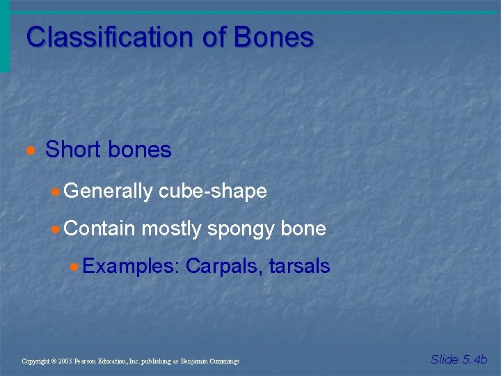 Classification of Bones · Short bones · Generally cube-shape · Contain mostly spongy bone