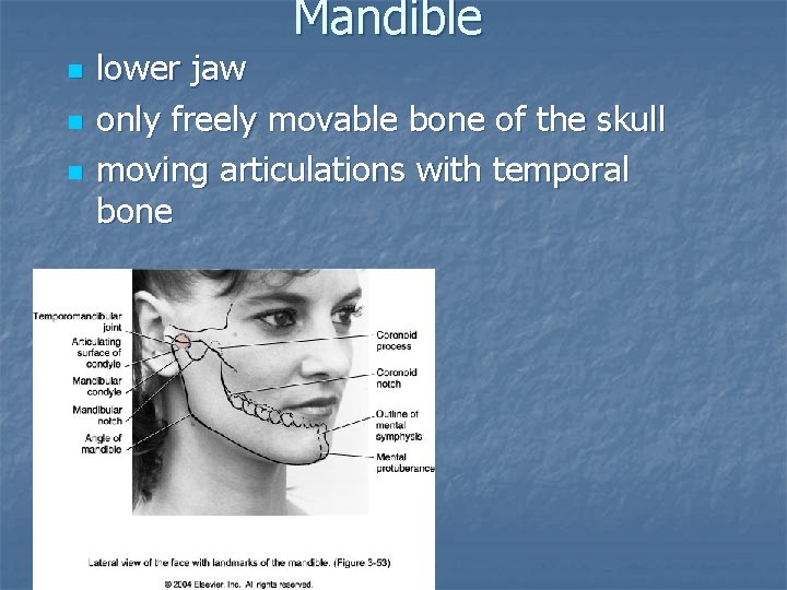 Mandible n n n lower jaw only freely movable bone of the skull moving