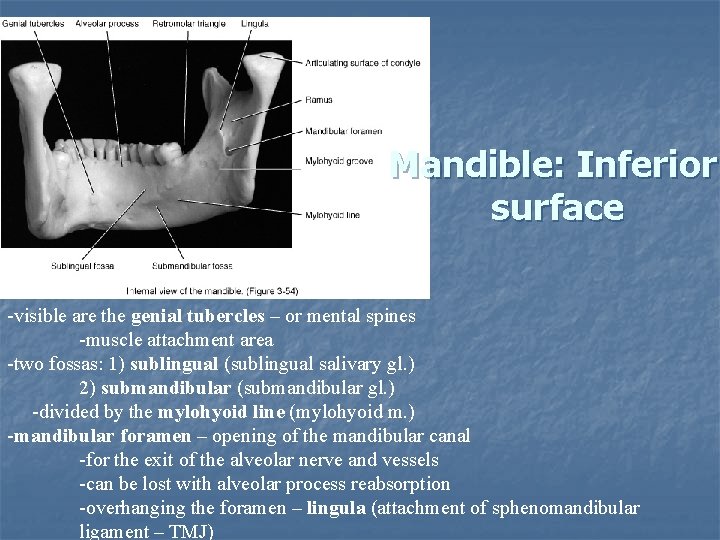 Mandible: Inferior surface -visible are the genial tubercles – or mental spines -muscle attachment