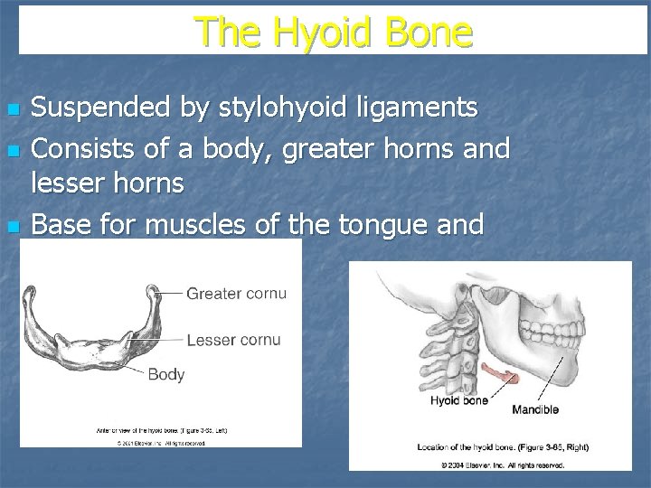 The Hyoid Bone n n n Suspended by stylohyoid ligaments Consists of a body,