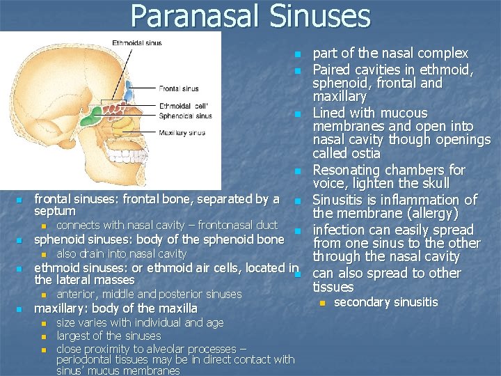 Paranasal Sinuses part of the nasal complex n Paired cavities in ethmoid, sphenoid, frontal